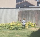First time growing pumpkins! It was a fun experience, especially seeing my 3 year olds amusement & helpfulness through the entire process! 🎃 – Reddit Post