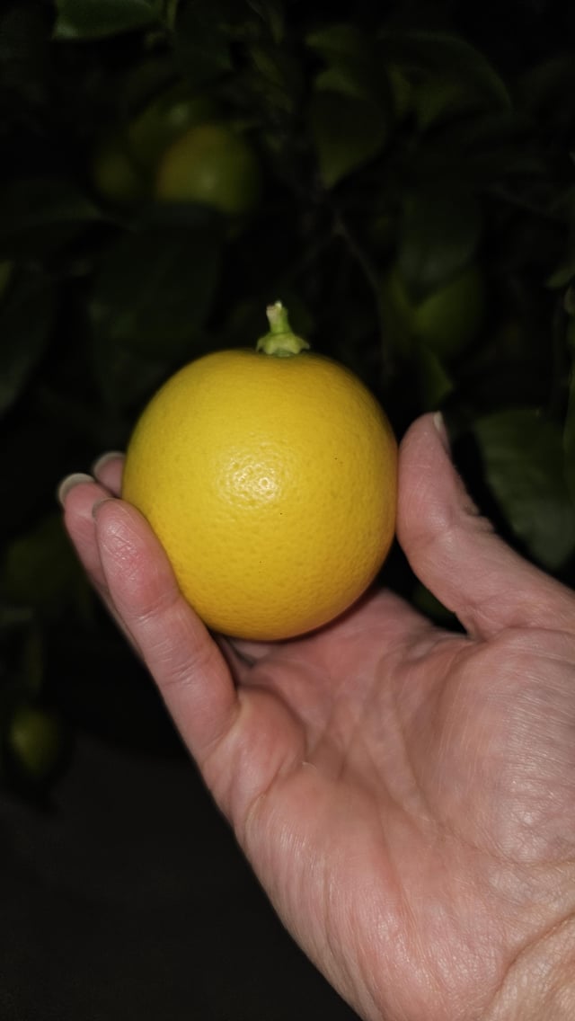 First meyer lemon! – Reddit Post