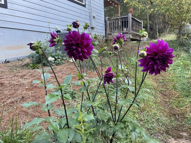 Thanks to the Joro spiders, the Japanese beetle population has been decimated and my dahlias are the best they’ve ever been! N. GA zone 7 – Reddit Post
