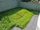 New house, lawn overrun with weeds. Need advice