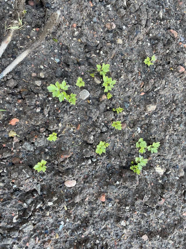 Does anyone know what this is in my lawn and beds? And, how to get rid of it?
