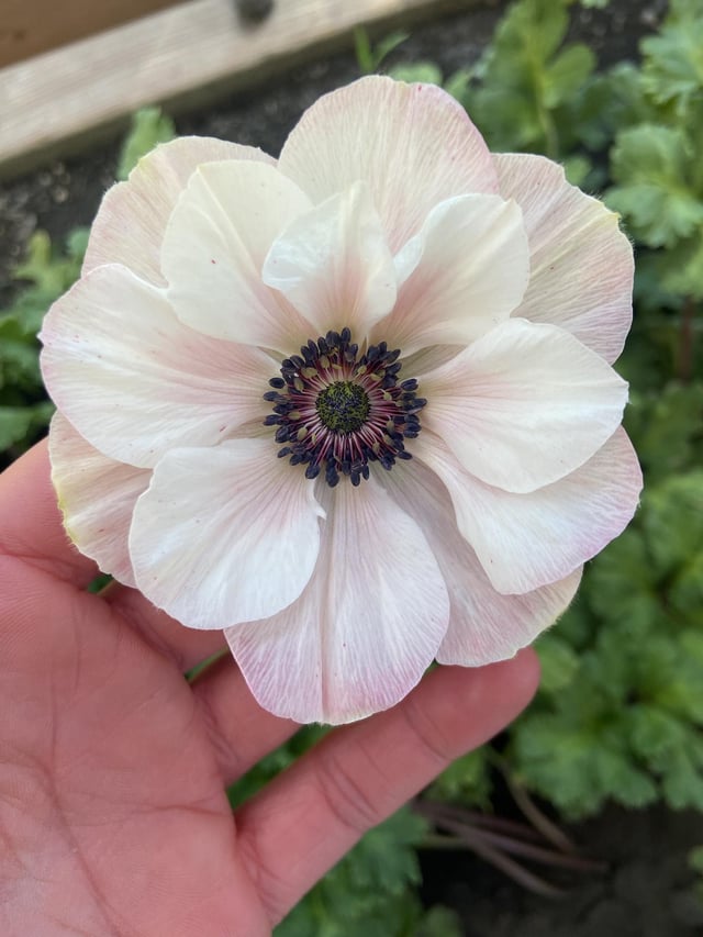 Checked my garden today and my Anemone decided to surprise me with her first bloom – Reddit Post