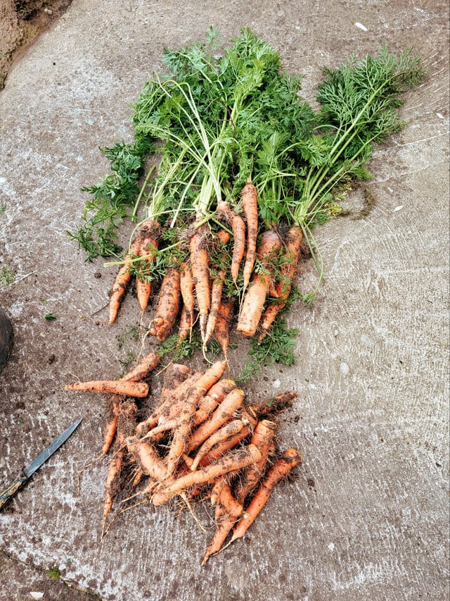 Half of my carrot harvest – Reddit Post