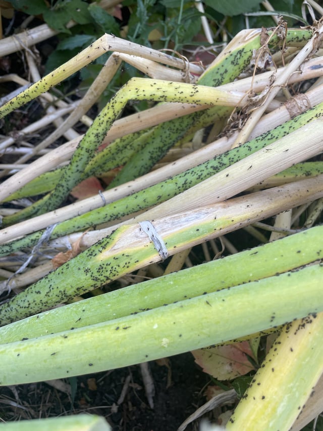 What’s on my Egyptian Onions? It’s late in the season and I’m letting them fall, but I’ve never seen these little black things before. Eggs? – Reddit Post
