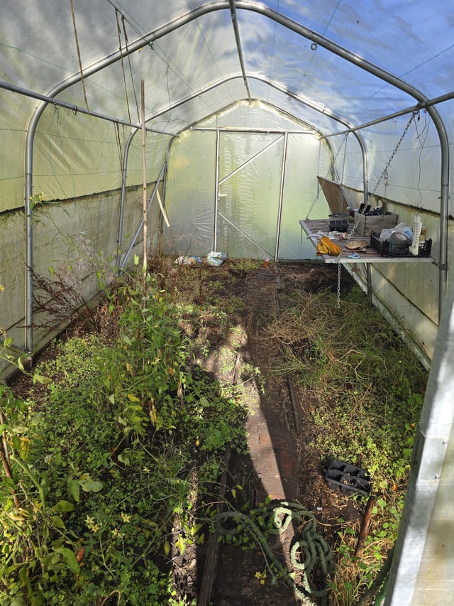 Inherited polythene. How best to clear & infestation of eyebrow caterpillars!