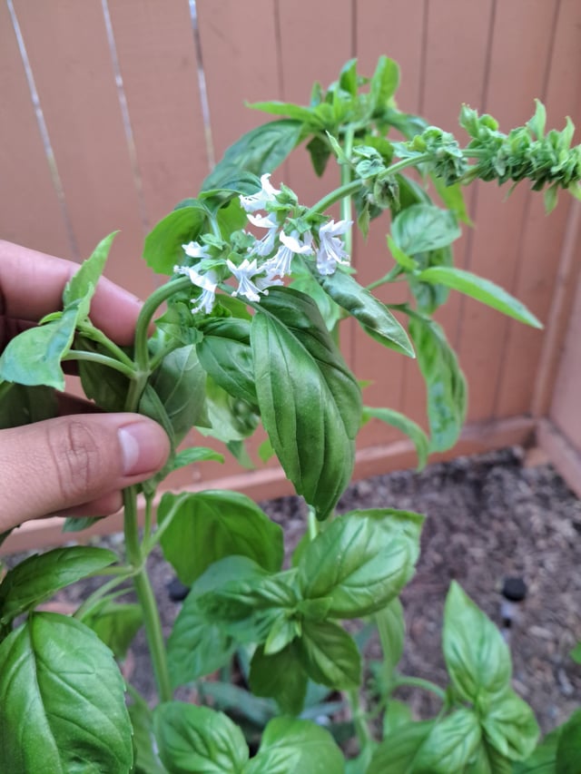 How to support basil? – Reddit Post