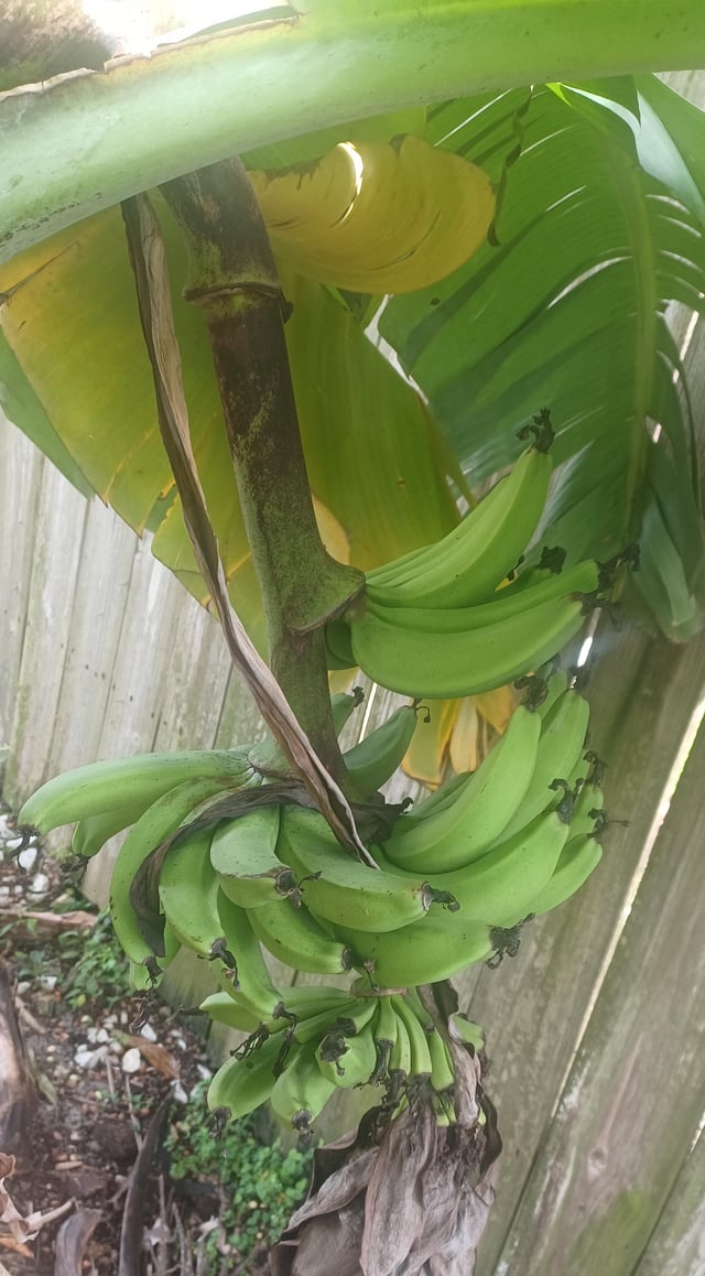 Dwarf banana tree finally has fruit! – Reddit Post