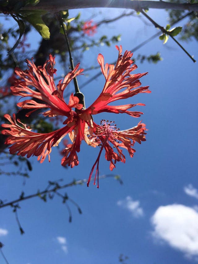 Hibiscus Bailarina – Reddit Post