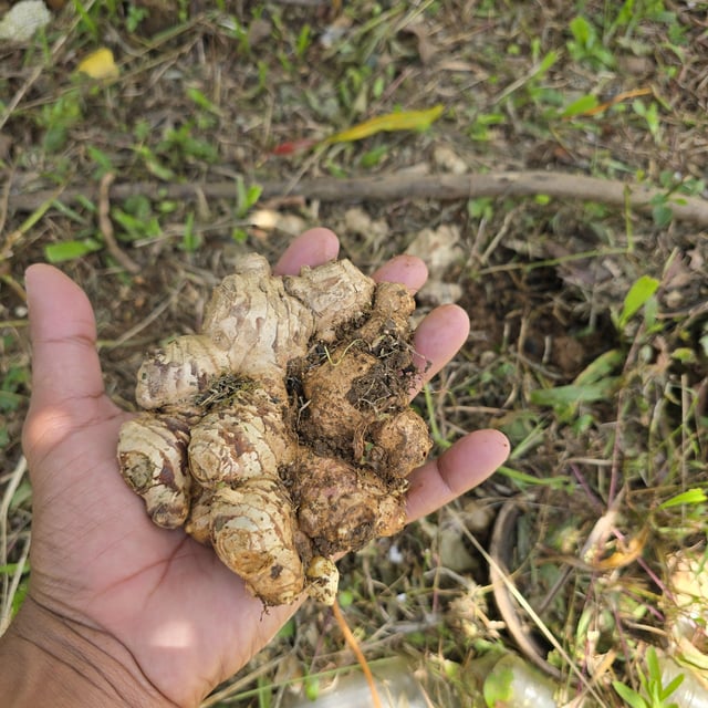 Some ginger for a salad, soup and tea – Reddit Post