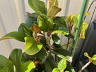 What are these holes in my Teddy Bear Magnolias?