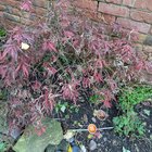 What’s happening to my Acer? Can anyone help?
