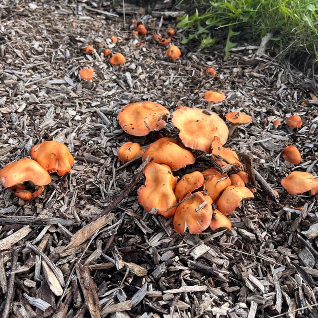 Anyone know what these are?