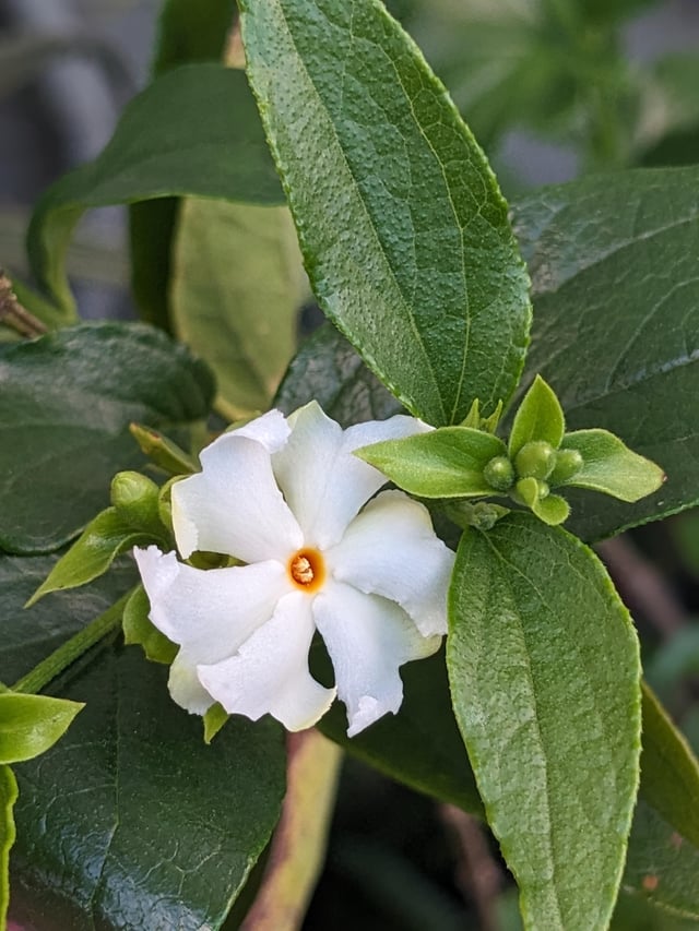 Parijat flower from my garden – Reddit Post