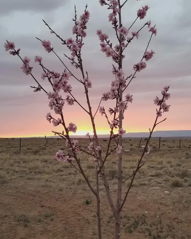 Greetings from the Navajo Nation. Here’s my peach tree in full bloom at sunset. – Reddit Post