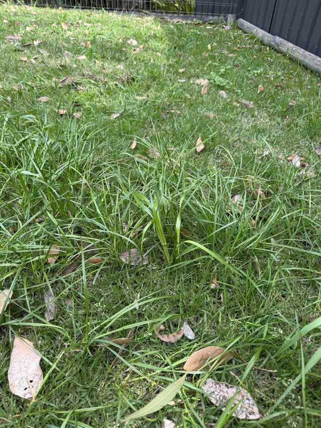 How do I get rid of these , and what are they ?