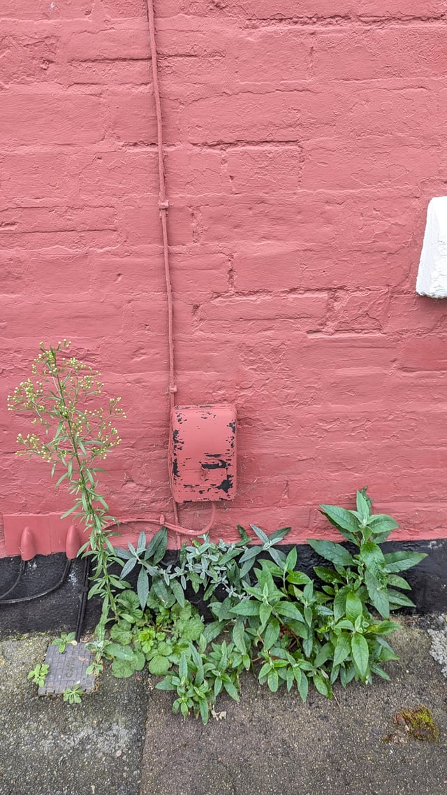 Little volunteer greenery – do I need to pull?