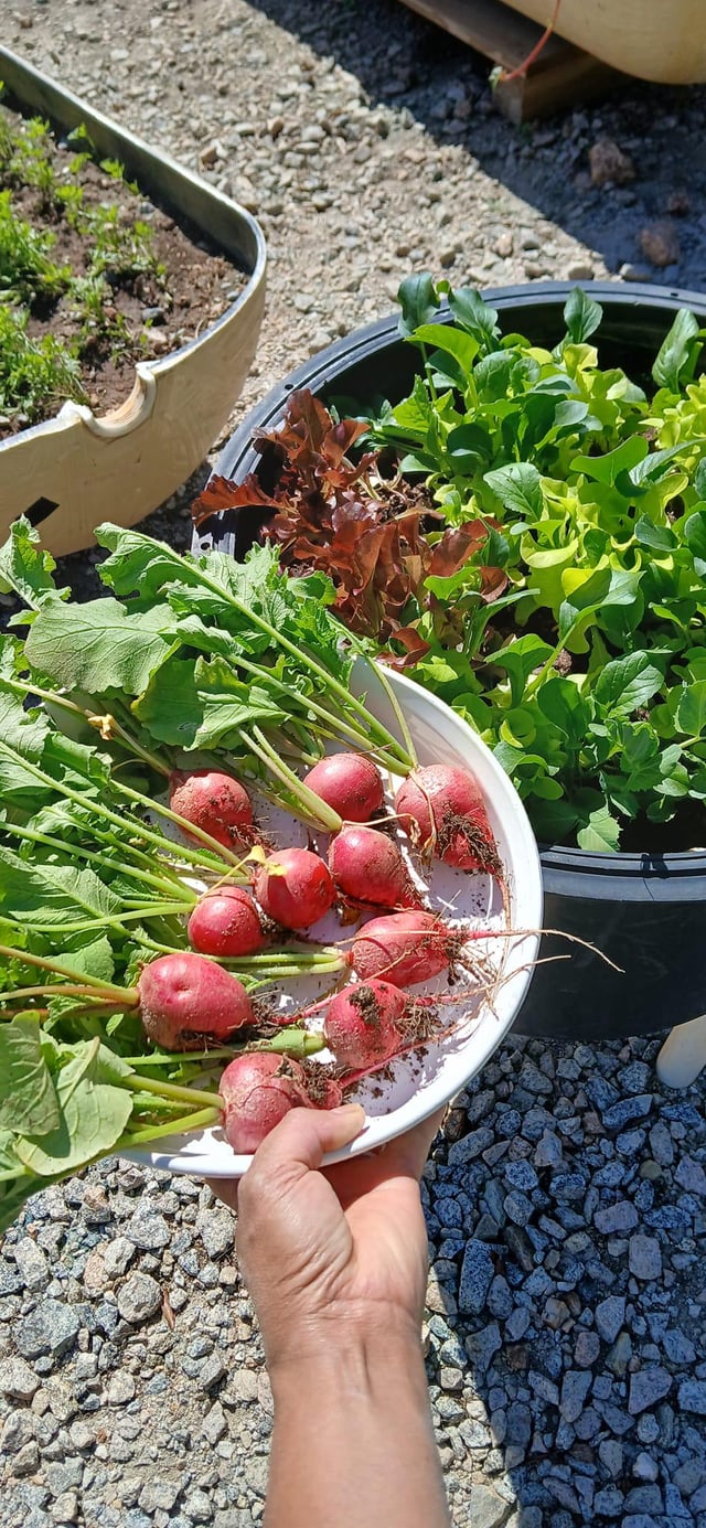 Let’s dig into some salad, fresh from a repurposed deer feeder and water pressure tank. – Reddit Post