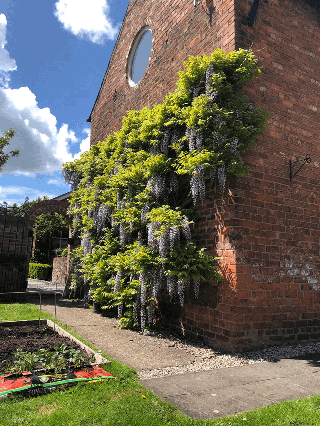 For all you Wisteria fans living vicariously recently – Reddit Post