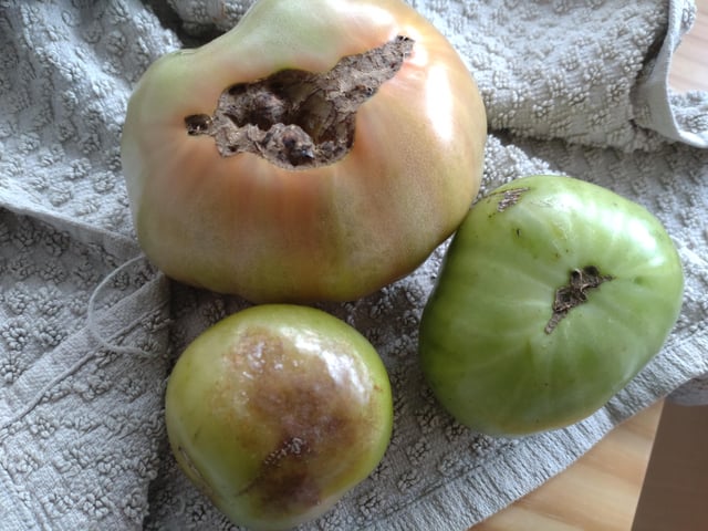 Tomato blight? Critters?