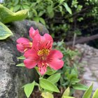 Alstroemeria – Reddit Post