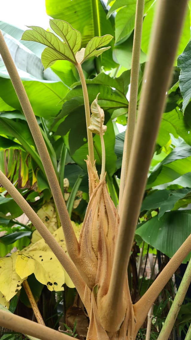 Tetrapanax mini leaf. 🤔