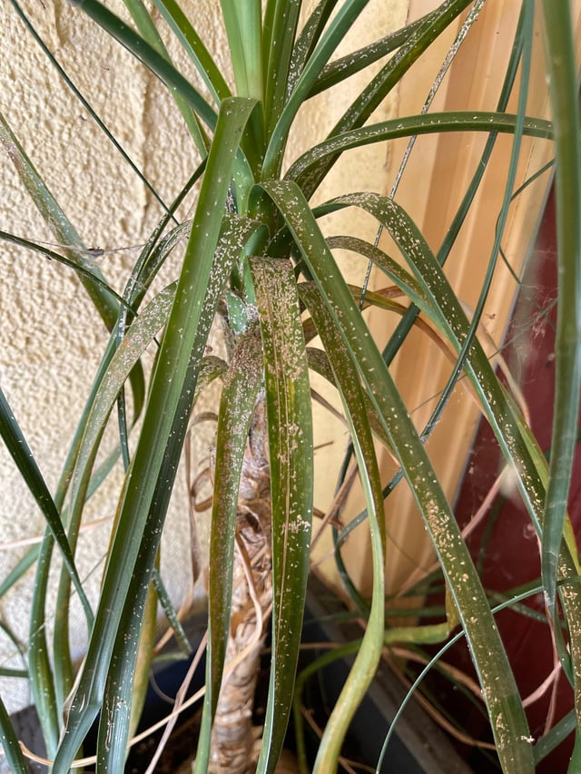 Plant looks infected – Reddit Post