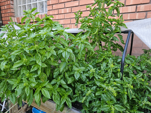 It’s a single basil plant – Reddit Post