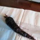 My carrot crop has worked – Black Nebula