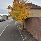 Prune or remove sycamore tree?