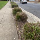 Horticulture pet peeve – tufting grass maintenance