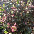 Hibiscus bugs?