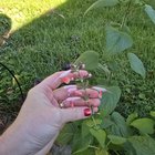 Scarlet Sage and dahlias – Reddit Post