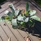 Our rescued urn plants are flowering! – Reddit Post