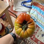 Mr.Stripey never fails me for late season harvest. – Reddit Post