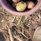 Planted a last minute round of potatoes, before the temps permanently drop. They turned out pretty decent. – Reddit Post