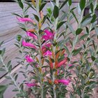 More flowering beauties from my Aussie Native garden