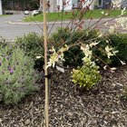 What’s wrong with my Salix Flamingo tree?