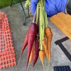 Carrots from the garden… – Reddit Post