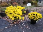 For anyone who bought mums this year to use as a quick annual, plant them in the ground before the first hard frost and it’ll come back bigger. Zone 6a – Reddit Post