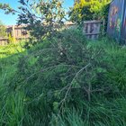 Floppy Melaleuca in TAS