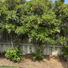 ID this plant – Perth, WA Northern Suburbs