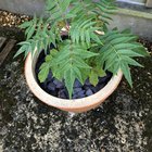 Staghorn – Sumac, dramatic autumn colour change – Reddit Post