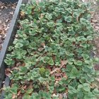 Wintering strawberries. – Reddit Post
