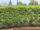 What type of hedge is this? 1st home!