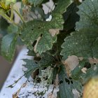 What’s eating my strawberries?
