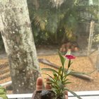 My dianthus bloomed today! – Reddit Post