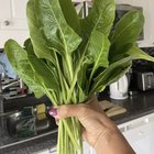 Still harvesting green Swiss chard. It’s like they’re enjoying the cold weather (toronto) – Reddit Post