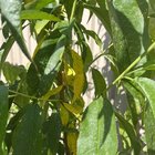 Peach tree leaves turning yellow and falling off easily. These are new grown leaves. Adelaide region. What’s wrong? How can it be fixed?
