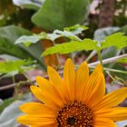 It’s mine garden today morning – Reddit Post