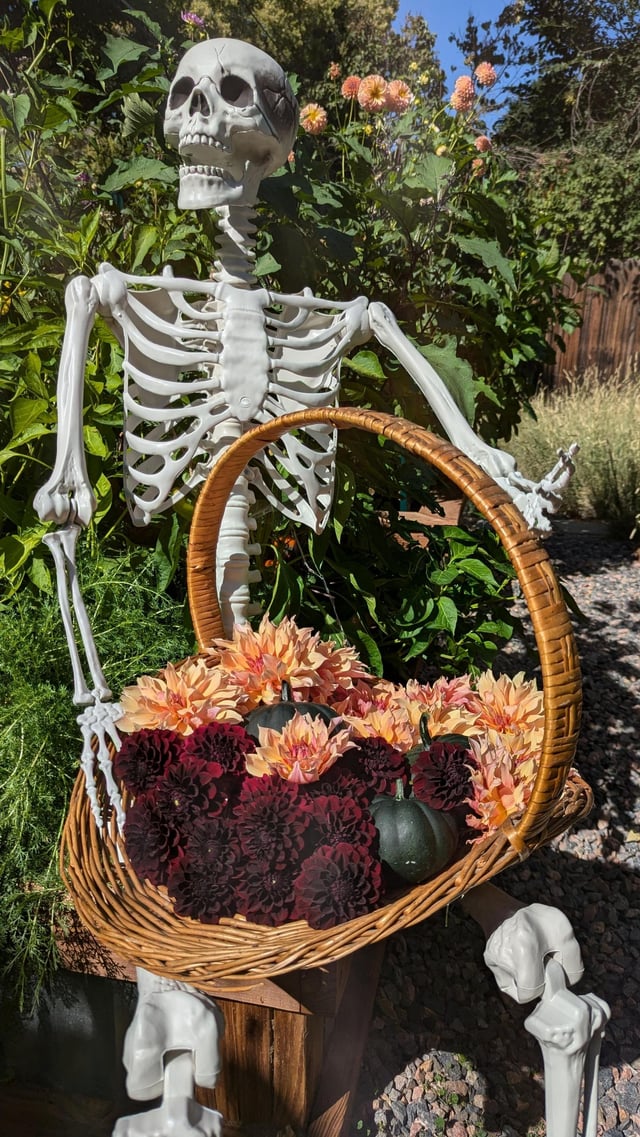 Black pumpkins 🖤 and Halloween dahlias 🎃 – Reddit Post